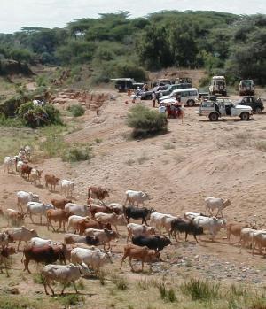 The real world crosses paths with the Rhino Charge The real world crosses paths with the Rhino Charge